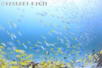 鍵井靖章さんの海中写真が毎日届く！　メルマガ「まぐまぐ」