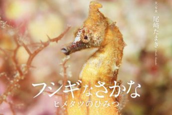 尾崎たまき 写真絵本「フシギなさかな　ヒメタツのひみつ」