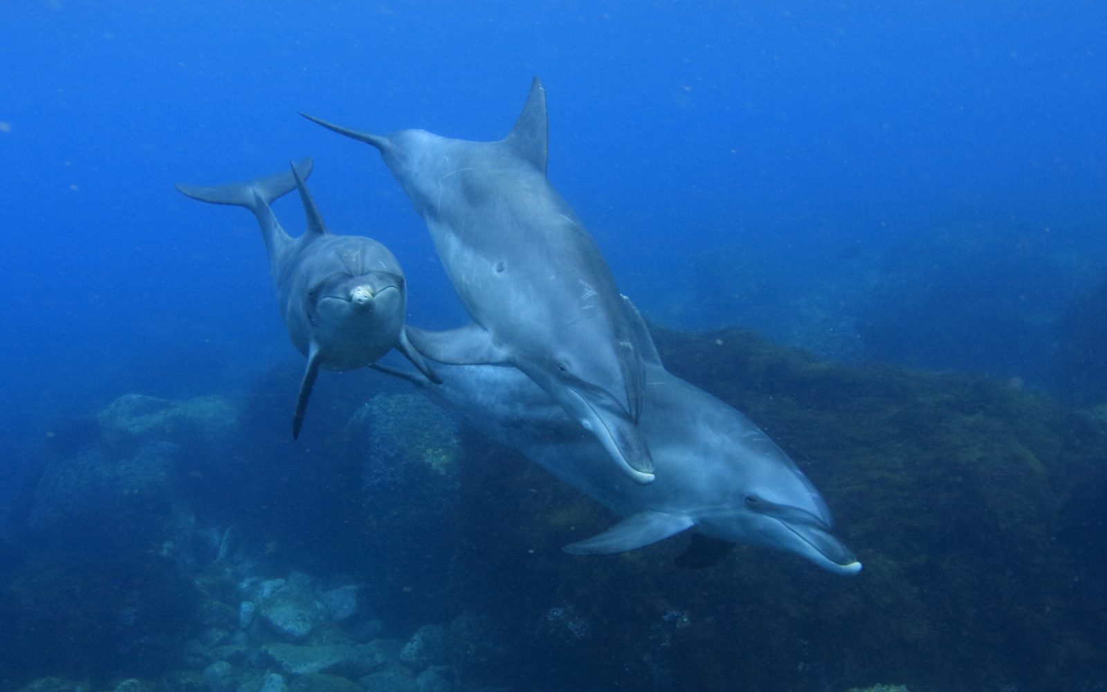 イルカと泳ぎたい おすすめダイビングエリアと解説 ダイビングならdiver Online