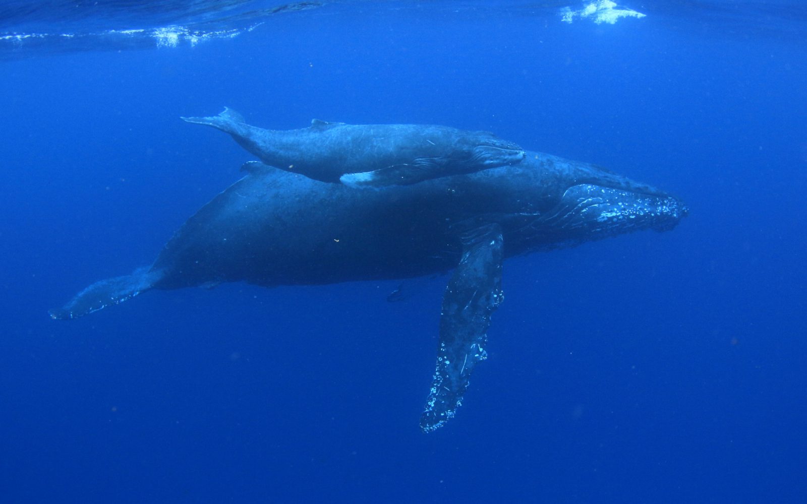 クジラに会いたい おすすめダイビングエリアと解説 ダイビングならdiver Online