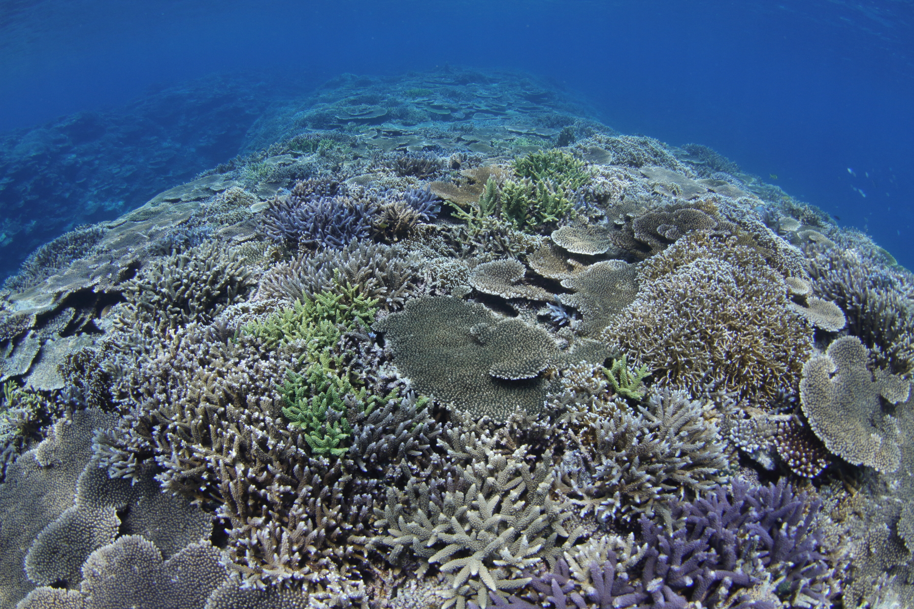 サンゴ礁の海で潜りたい おすすめダイビングエリアと解説 ダイビングならdiver Online