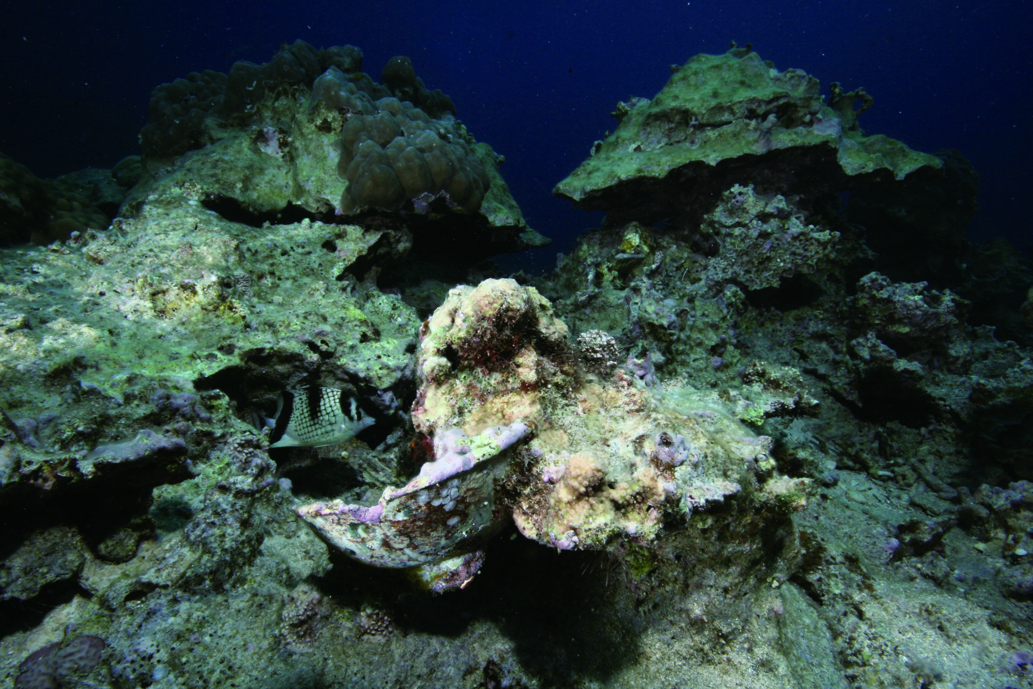 波間に消えた異国船 宜名真沖海底遺跡 水中考古学 Vol.3 | ダイビング 