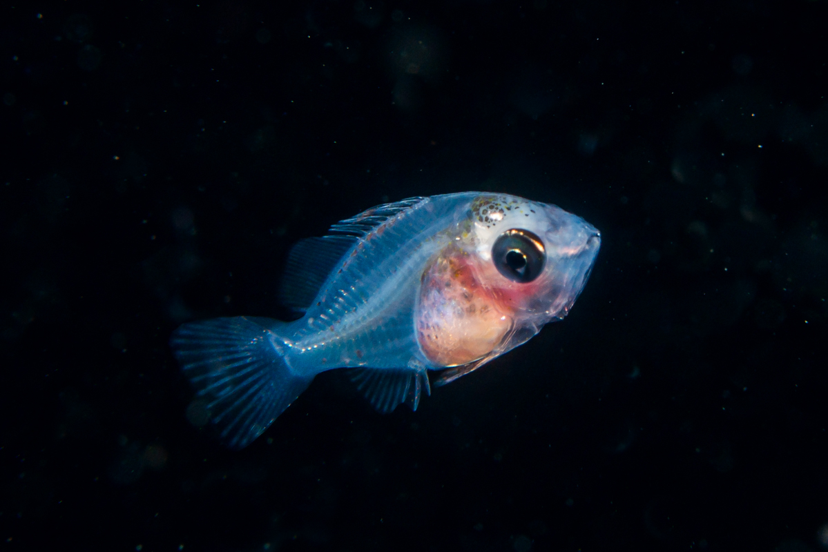 浅くてびっくり ハナダイの赤ちゃんたち 堀口和重の撮ったどぉ ライトトラップ獲物図録 Vol 22 ダイビングならdiver Online