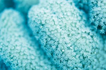 パラオ・沖縄の最新作を中心に約120点を展観　中村征夫 写真展「永遠の海」