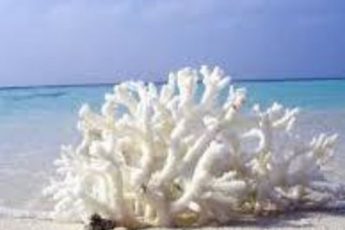 丸ノ内で、サンゴの海へトリップ！