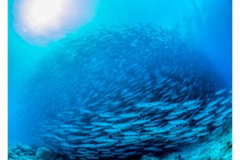 フォトコン入賞作品が決定！「ウミノフォトフェス in カシワジマ2016」