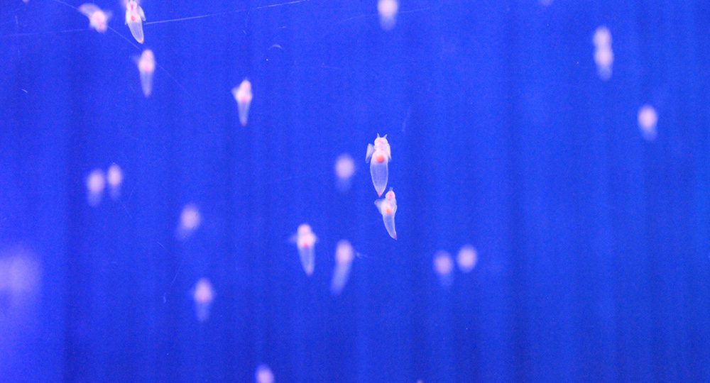 クリオネ1 000匹が舞う幻想的な世界 クリオネリウム17 横浜 八景島シーパラダイスで開催 ダイビングならdiver Online