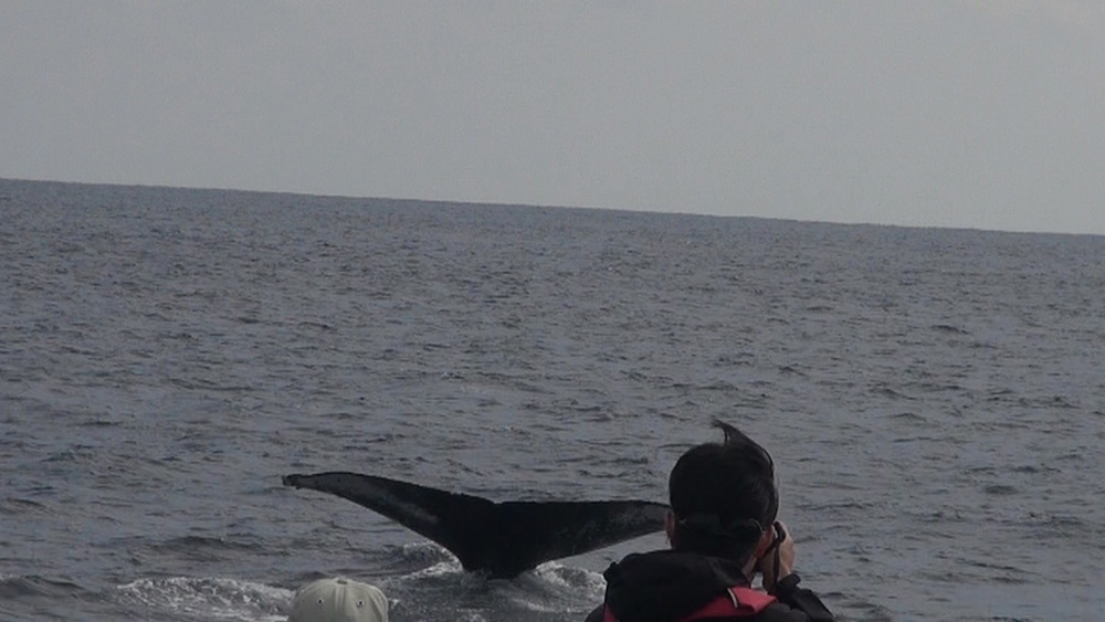 八丈島に今年もザトウクジラがやってきた