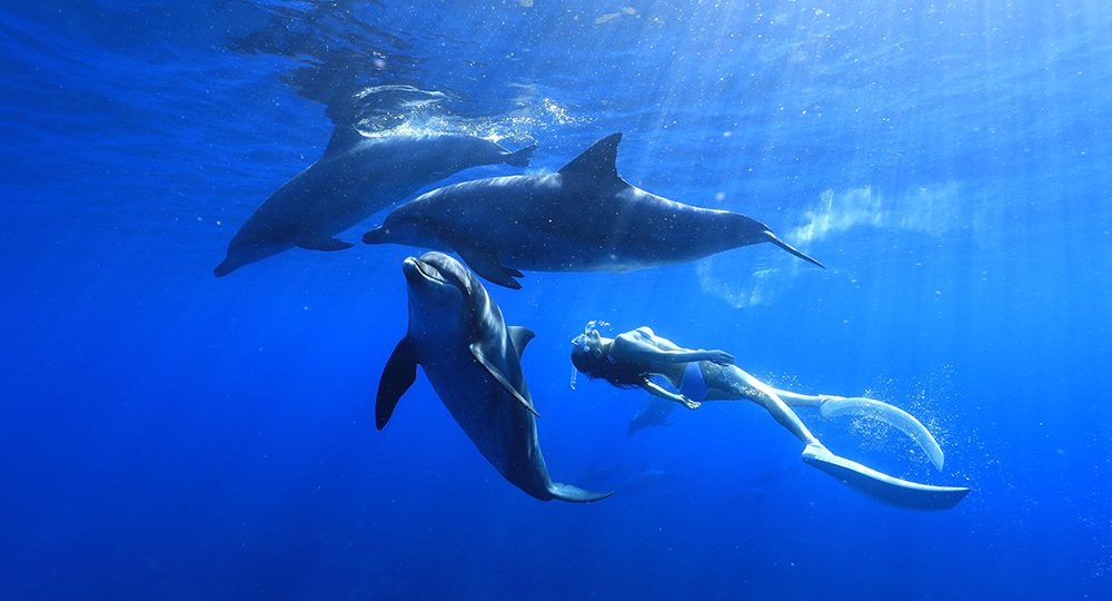 鈴木あやのさんが3年ぶりの個展を開催！「イルカと泳ぐ」～Swim with Wild Dolphins～