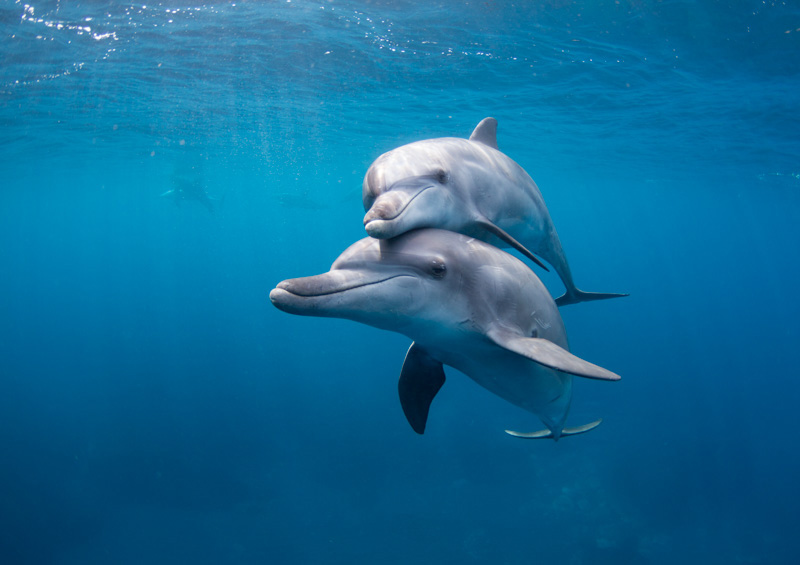 高縄奈々作品展　Tokyo Dolphins －東京の島のイルカたち－
