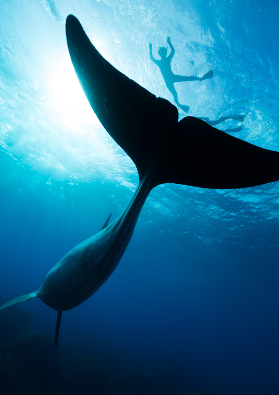 高縄奈々作品展 Tokyo Dolphins －東京の島のイルカたち－ | ダイビングならDiver Online