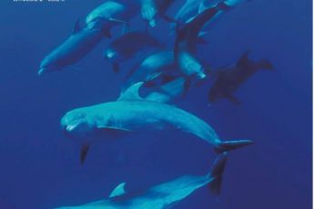 越智隆治写真展「INTO THE BLUE 〜青にとける〜」