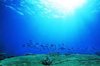 中村征夫写真展「永遠の海」