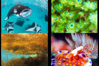 ガイド会 海のシェルパ写真展「ONE LOVE」