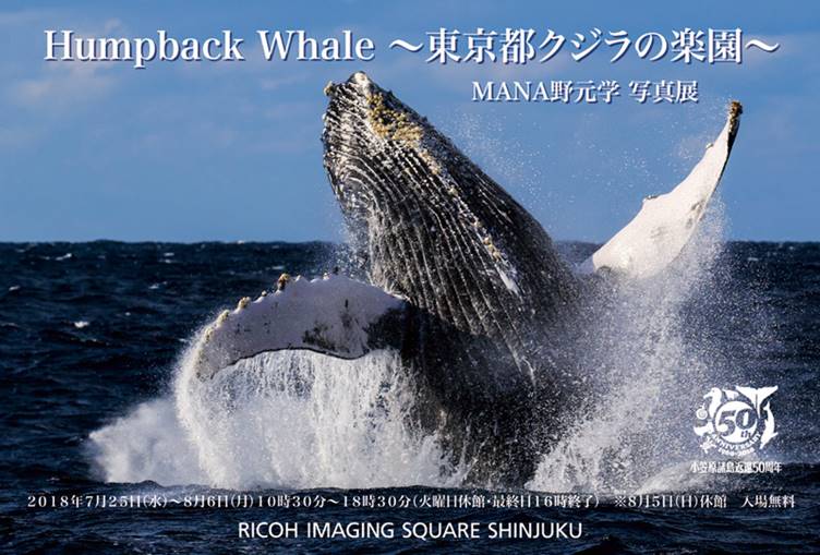 MANA野元学写真展「Humpback Whale〜東京都クジラの楽園〜」