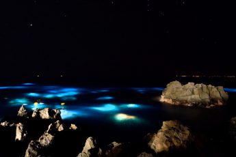 I.O.P 年に一度の特別な夜！12/31ナイトダイビング