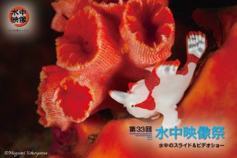 第33回水中映像祭、開催は2016年4月9日