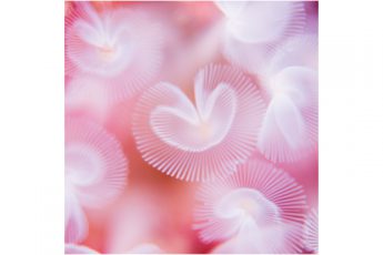 薗英則写真展「知られざる水中スペクトル展」2月2日〜福岡にて