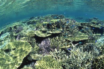沖縄でサンゴの植え付けを行うボランティアダイバー募集