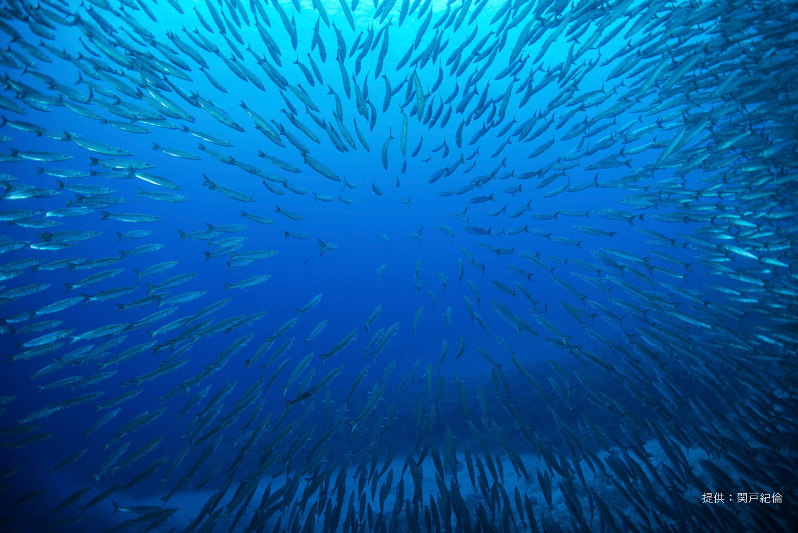 ガラパゴス諸島 Galapagos のおすすめダイビングスポット一覧 ダイビングならdiver Online