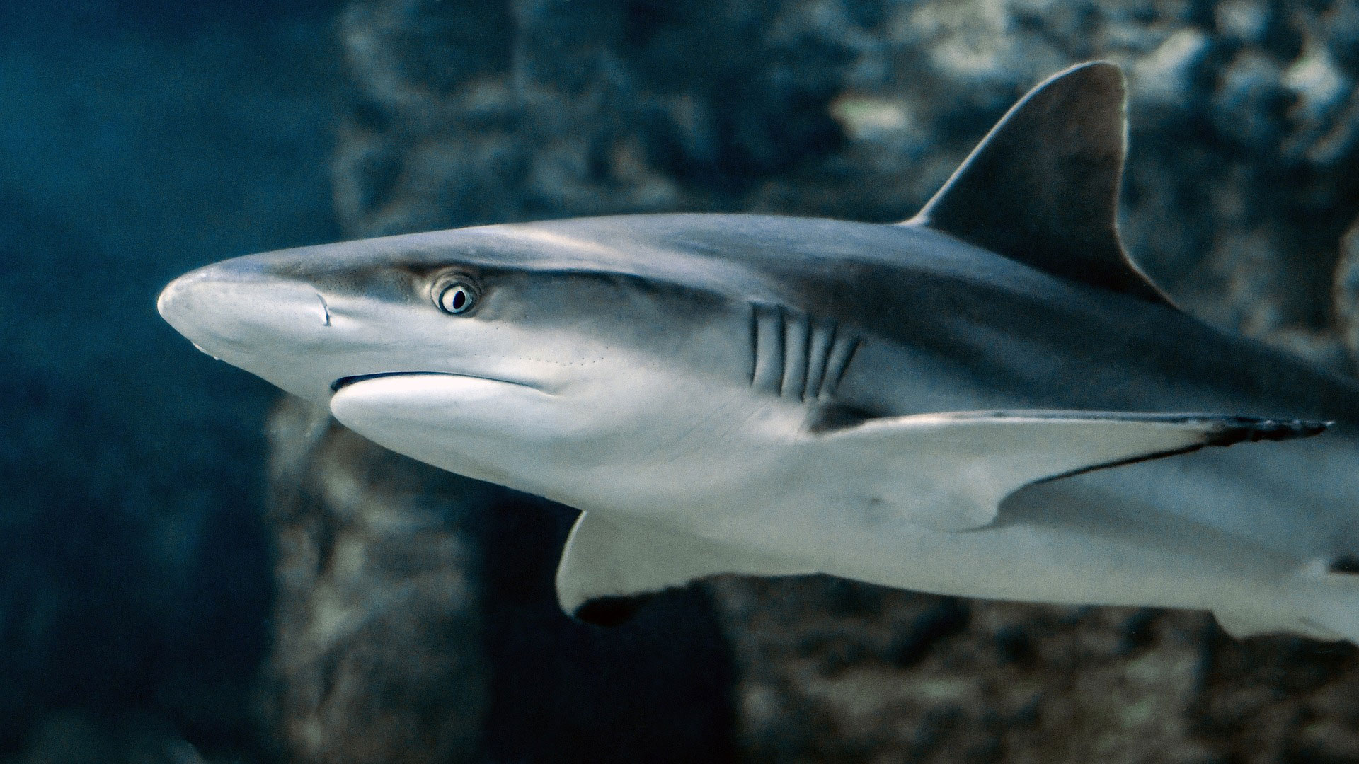 あなたは知ってる 海のハンター サメ の秘密 ダイビングならdiver Online