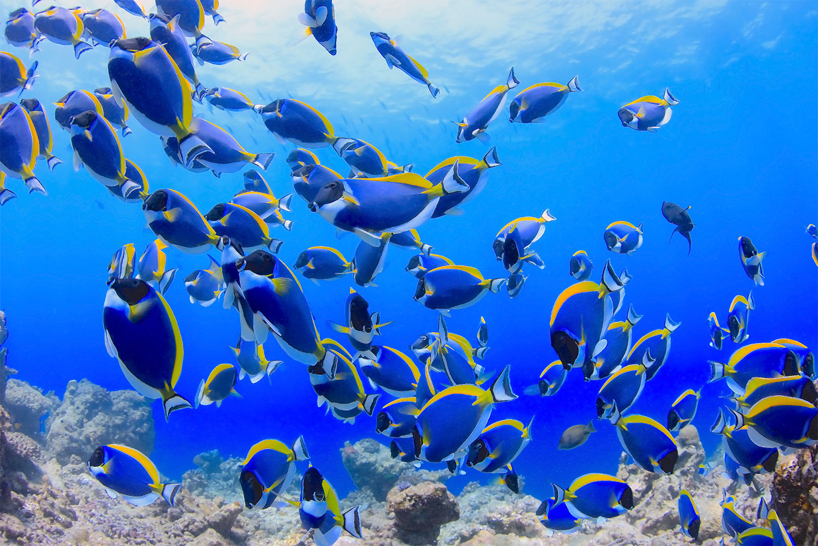 現地ガイドに聞いた モルディブ パウダー玉が見られる人気ダイビングポイントと水中写真撮影の極意 ダイビングならdiver Online