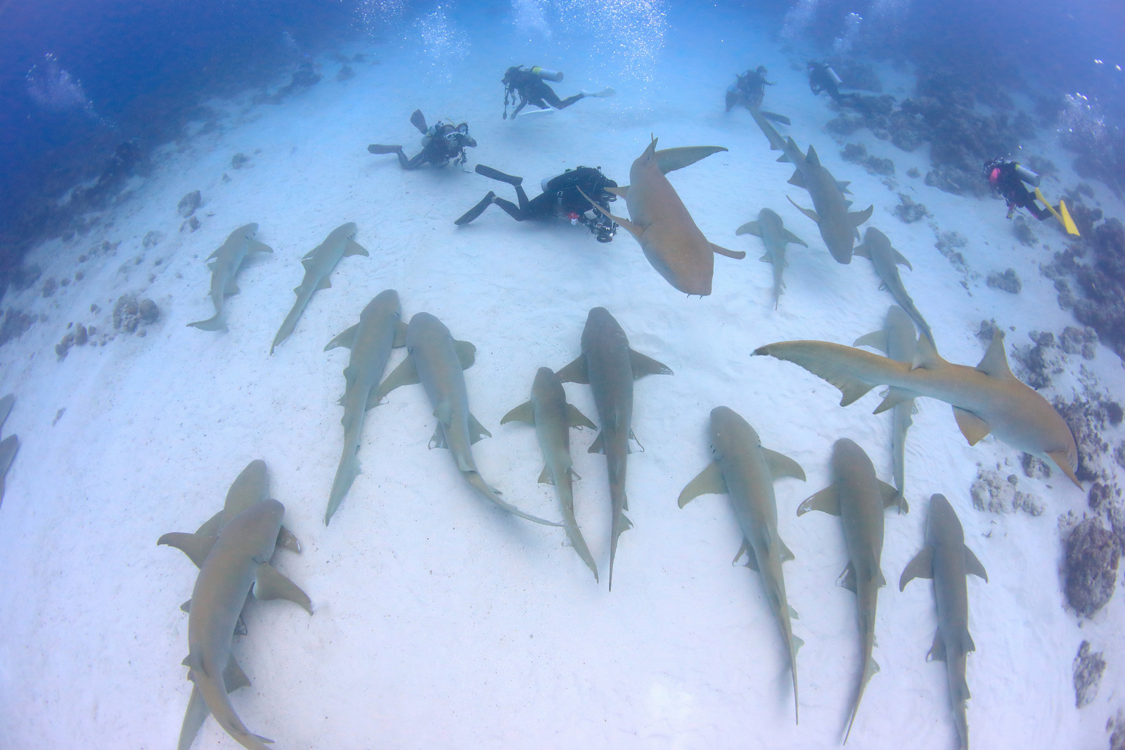 一生分のサメと出会えるモルディブでのダイビング旅行体験 ダイビングならdiver Online