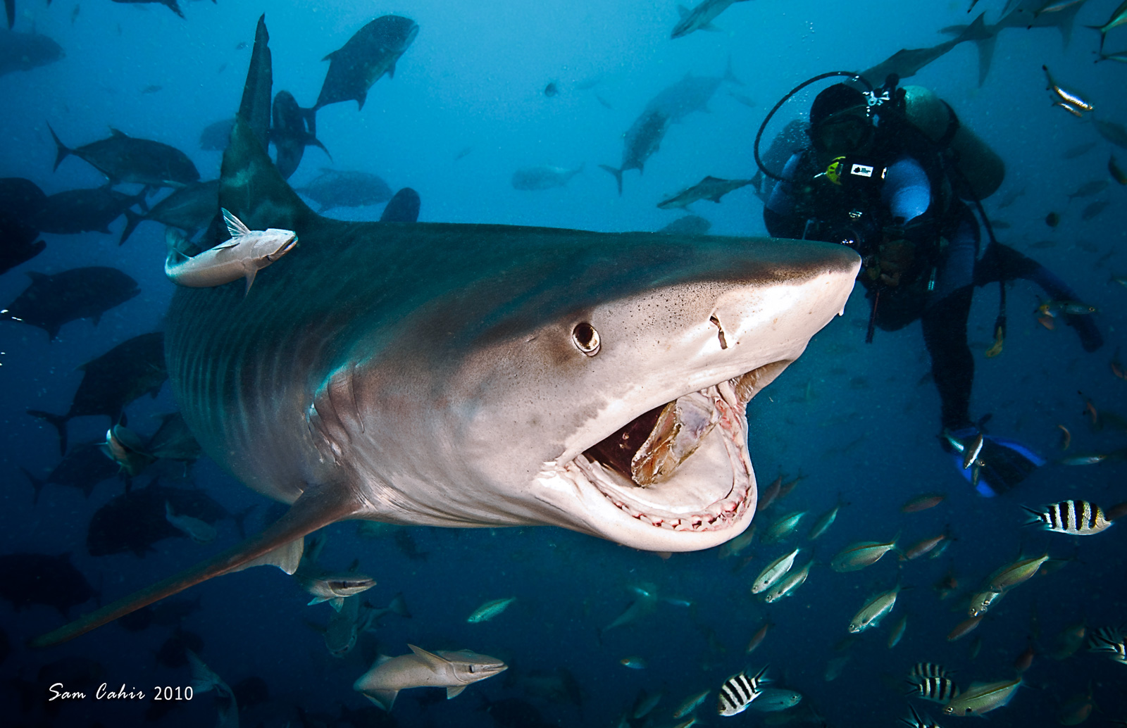 Нападение акулы на мальдивах. Акулы на Бали. Лагуна акул. Фиджи акулы. Акула-идеальный хищник.