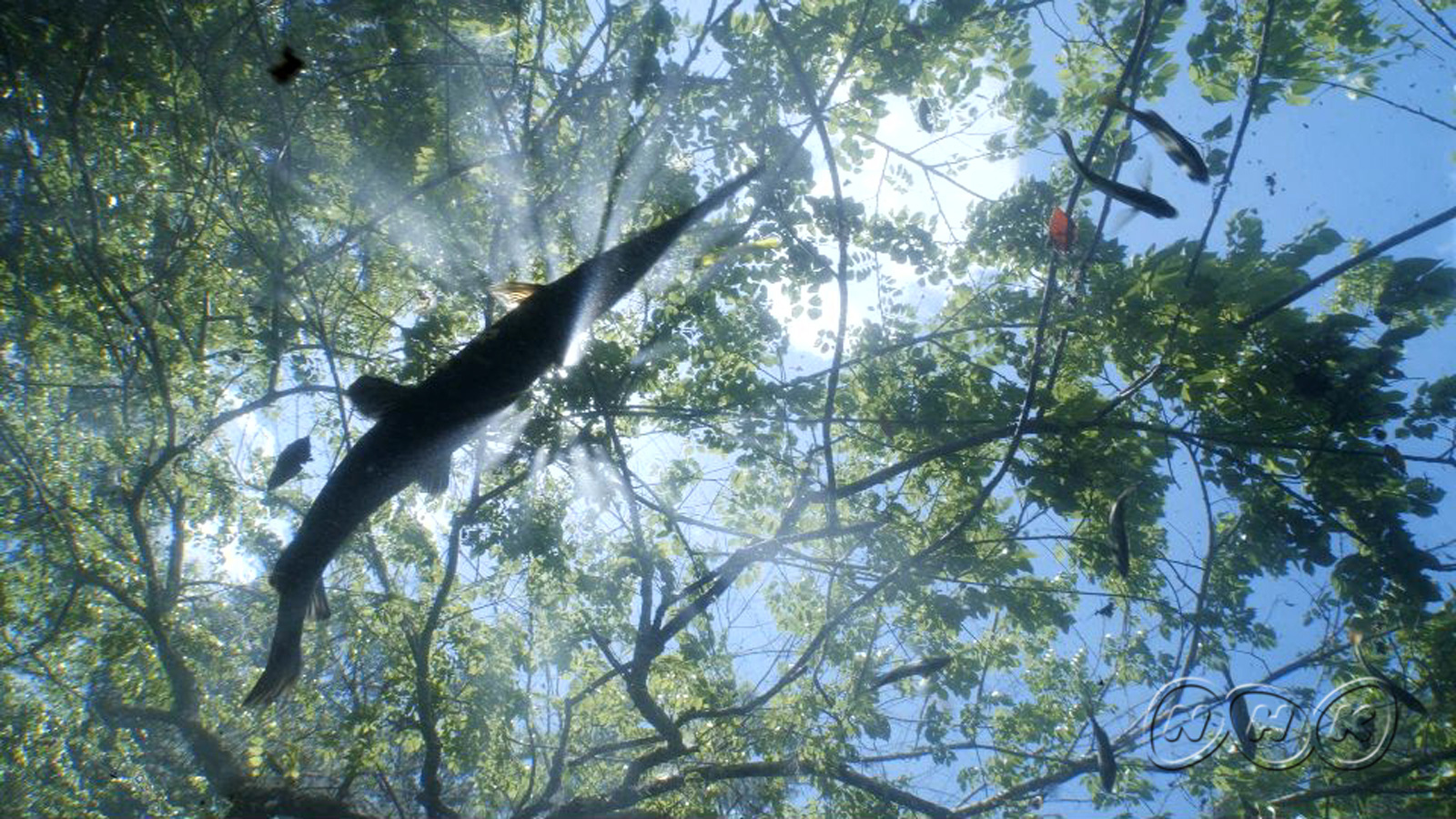 ダーウィンが来た! 古代魚ガーの超脱力系サバイバル術 12/8放送｜ニュース